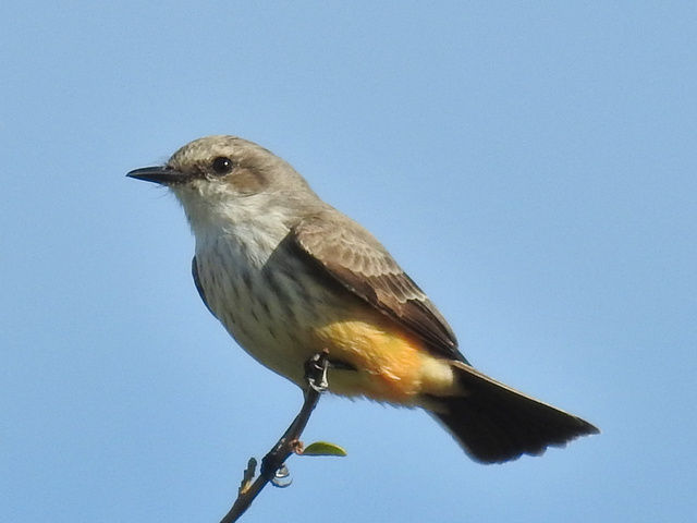 Vermilion Flycatcher