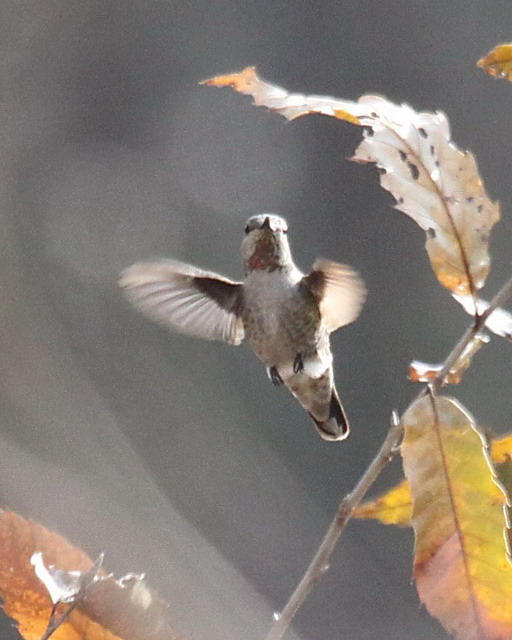 Anna's Hummingbird