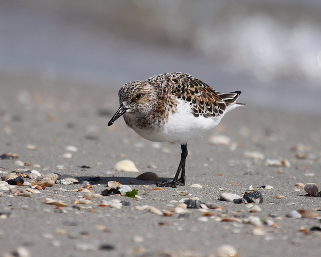 Sanderlings