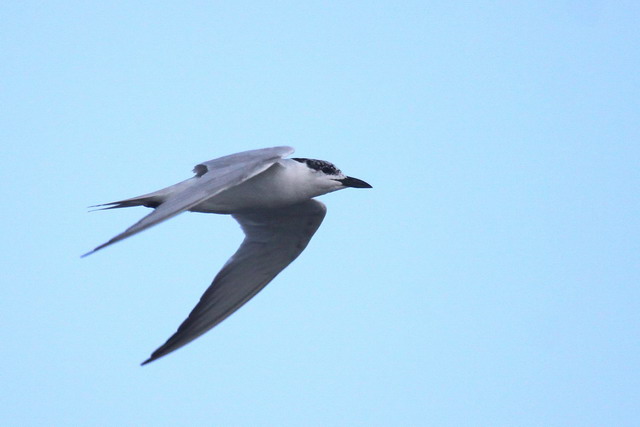 Gull-billed Tern