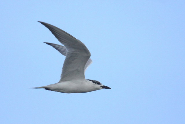 Gull-billed Tern