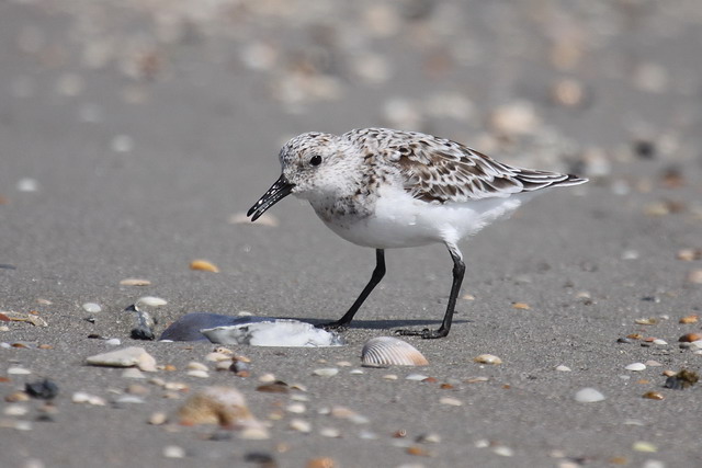 Sanderlings