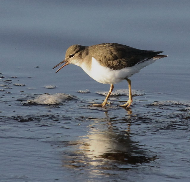 Spotted Sandpiper