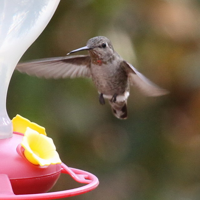 Anna's Hummingbird