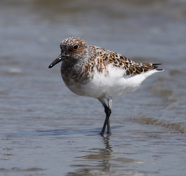 Sanderlings