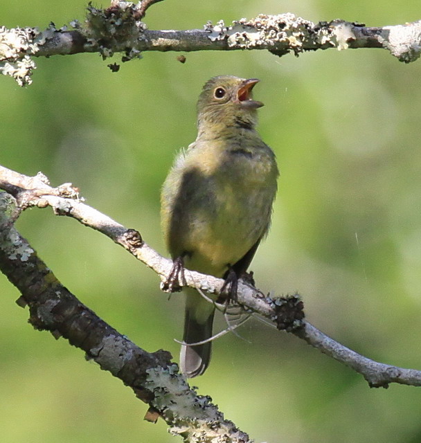 Painted Bunting