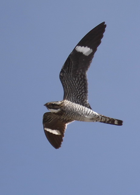 Common Nighthawk