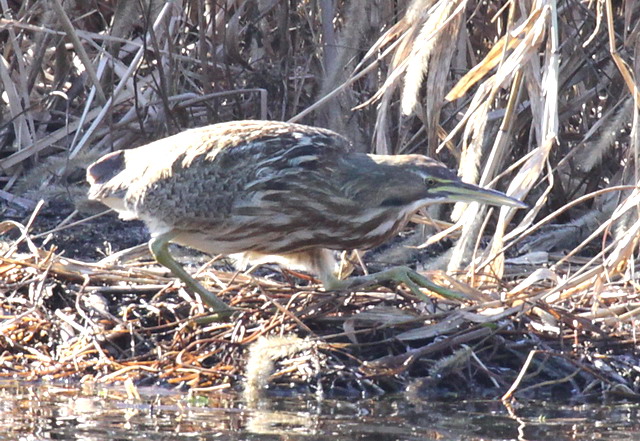 American Bittern