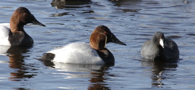 Canvasback