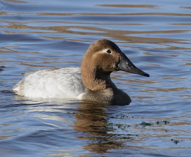 Canvasback