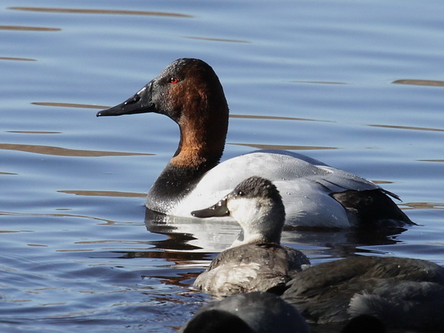 Canvasback