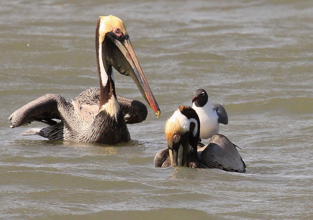 Brown Pelicans and Laughing Gulls