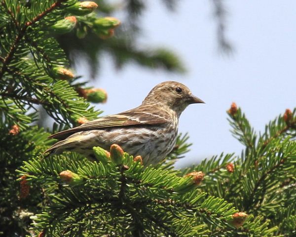 Pine Siskins