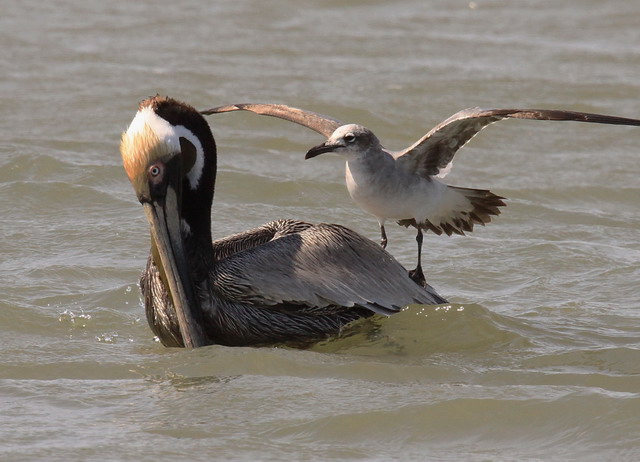 Brown Pelicans and Laughing Gulls