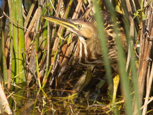 American Bittern