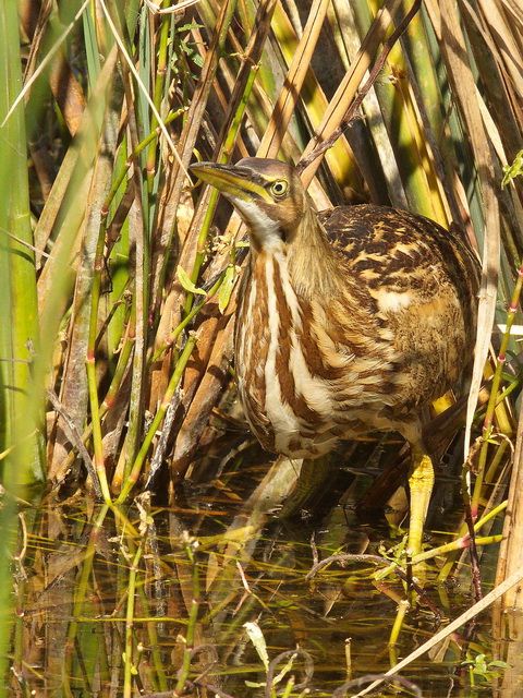 American Bittern