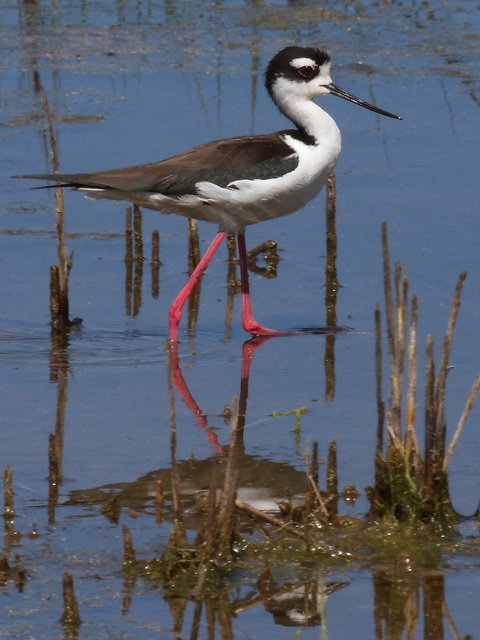 Black-necked Stilts