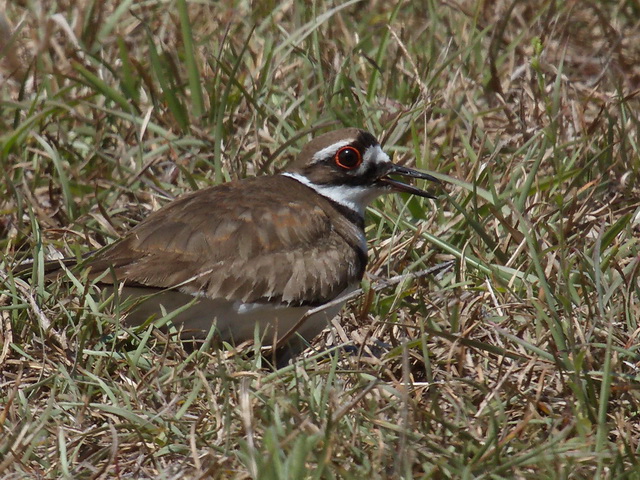 Killdeer