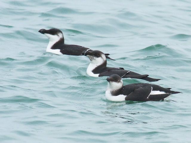 Razorbill