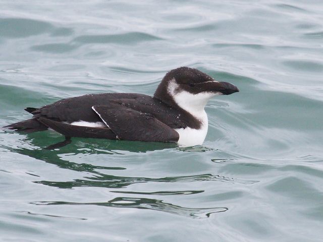 Razorbill