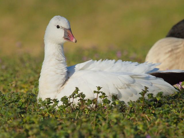 Ross's Goose (with Canada Geese)