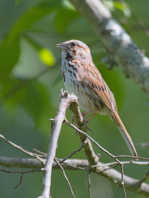 Song Sparrow