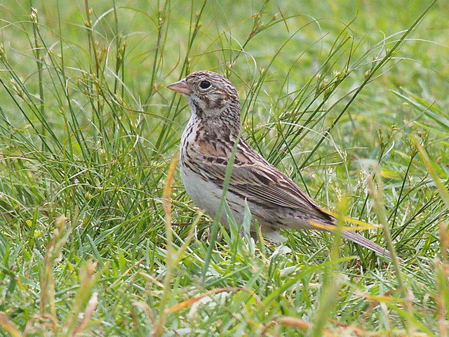 Vesper Sparrow