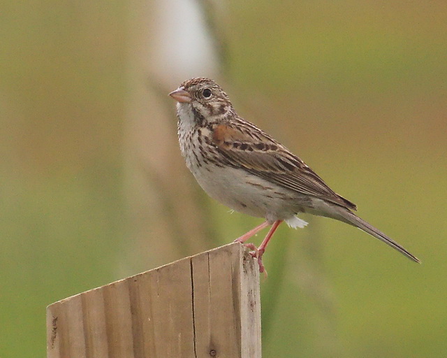 Vesper Sparrow