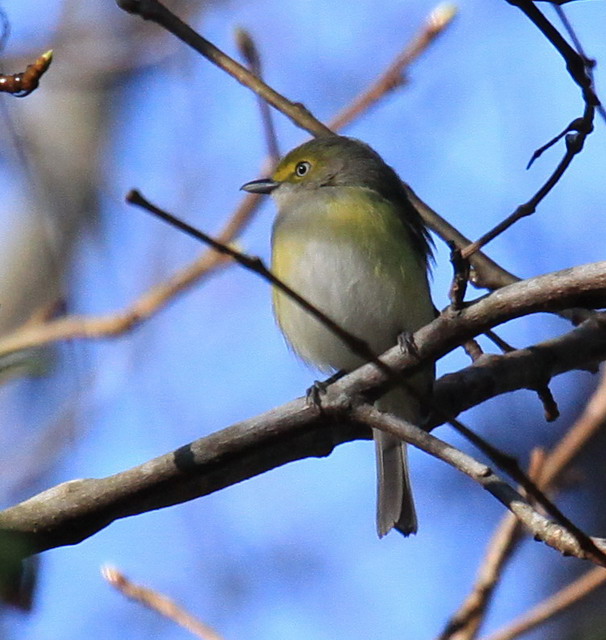 White-eyed Vireo