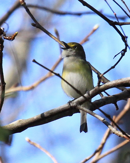 White-eyed Vireo