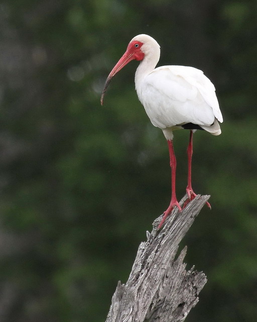 White Ibis