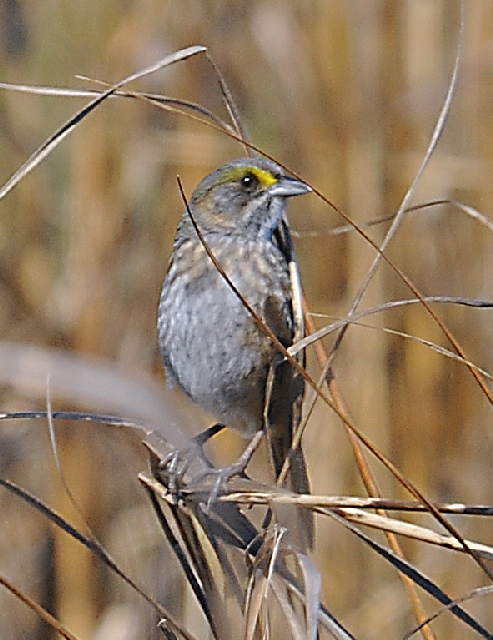 Seaside Sparrow