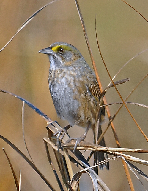 Seaside Sparrow