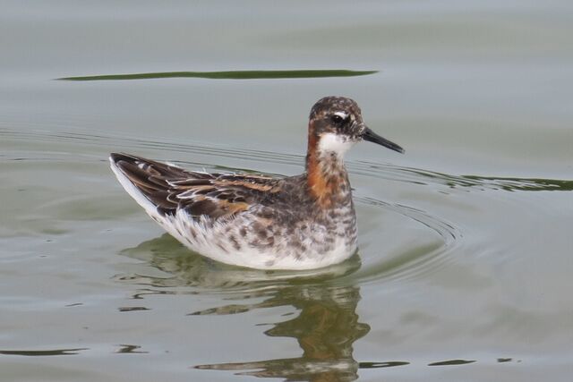 Red-necked Phalarope