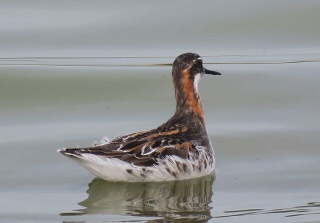 Red-necked Phalarope