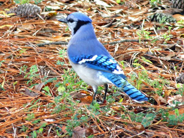 Blue Jay