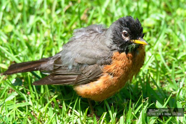 American Robin