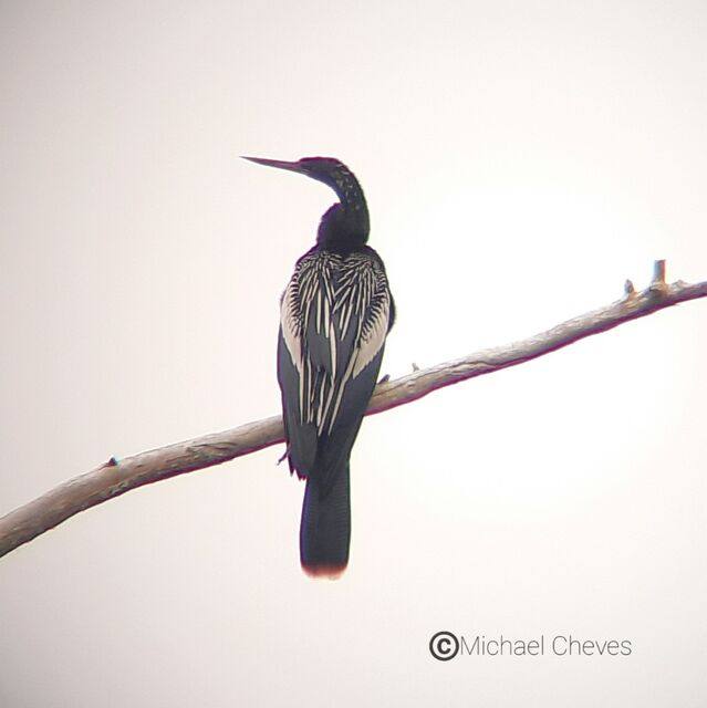 Anhinga