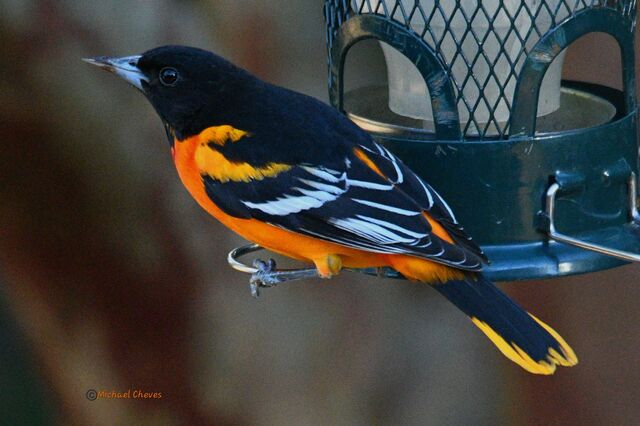 Baltimore Oriole