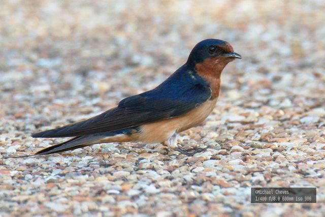 Barn Swallow