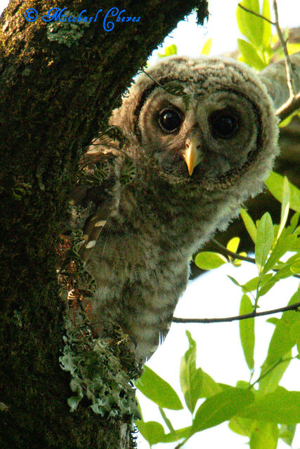 Barred Owl