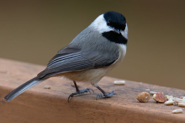 Carolina Chickadee