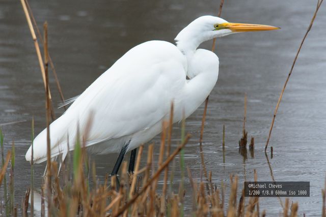 Great Egret