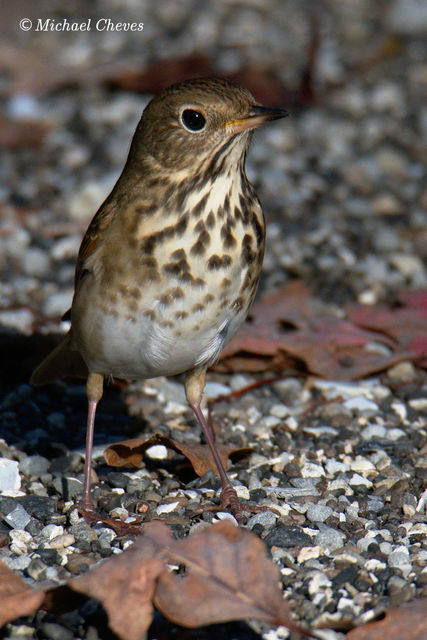 Hermit Thrush