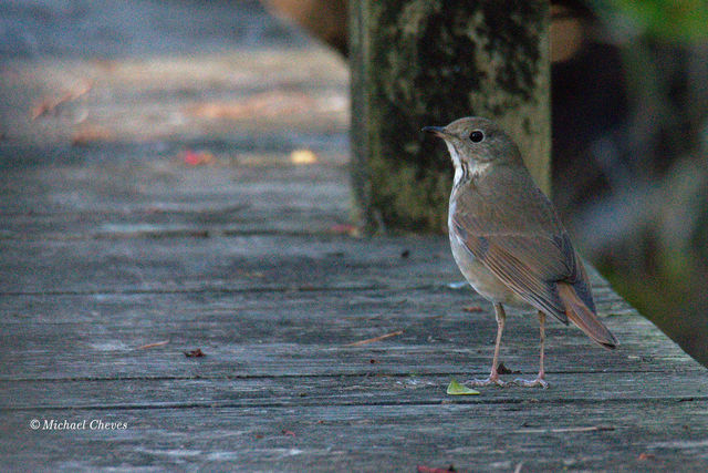 Hermit Thrush