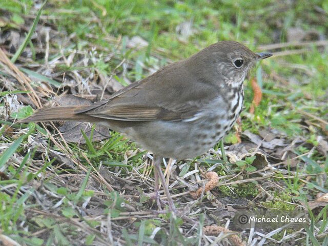 Hermit Thrush