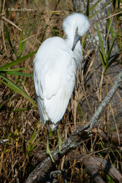 Little Blue Heron