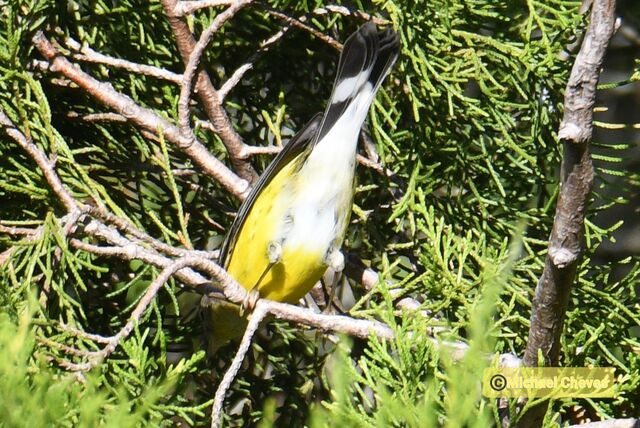 Magnolia Warbler