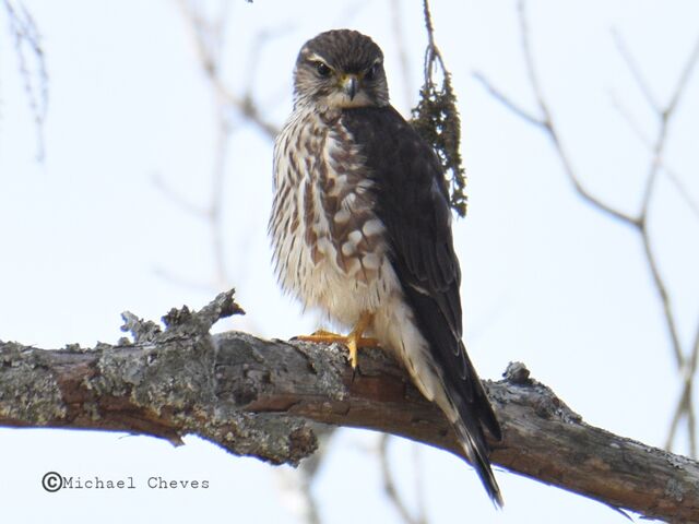 Merlin