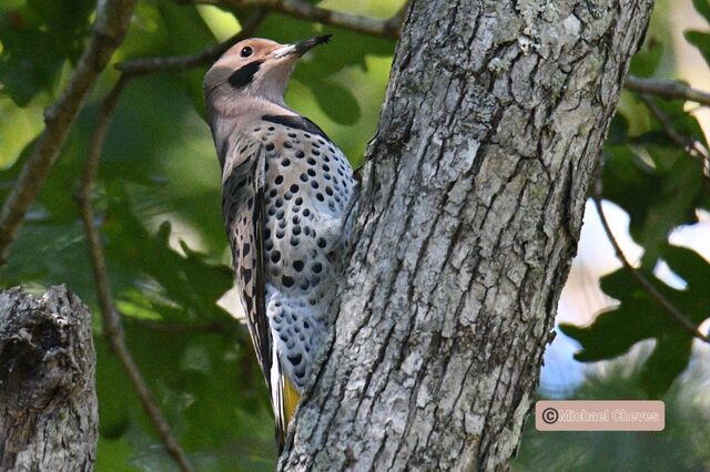 Northern Flicker